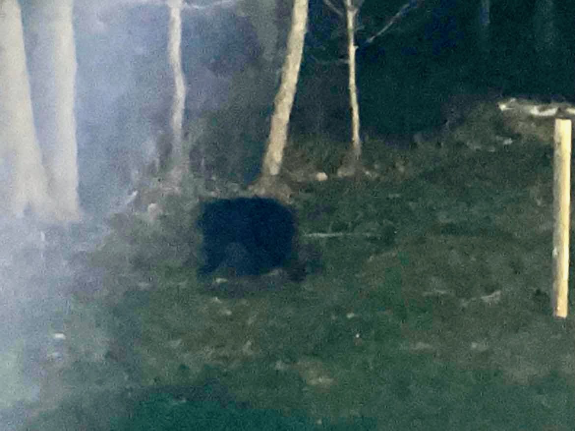 Frewsburg bear incident comes amidst increase in reports | News, Sports, Jobs - Vimarsana News